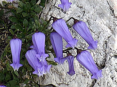 Campanula zoysii / Campanula di Zois